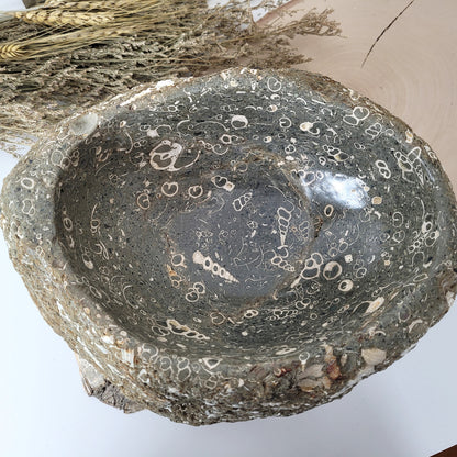 XL Turitella Jaspis fossile Muscheln Schale 24,5 x 19 cm, 8kg