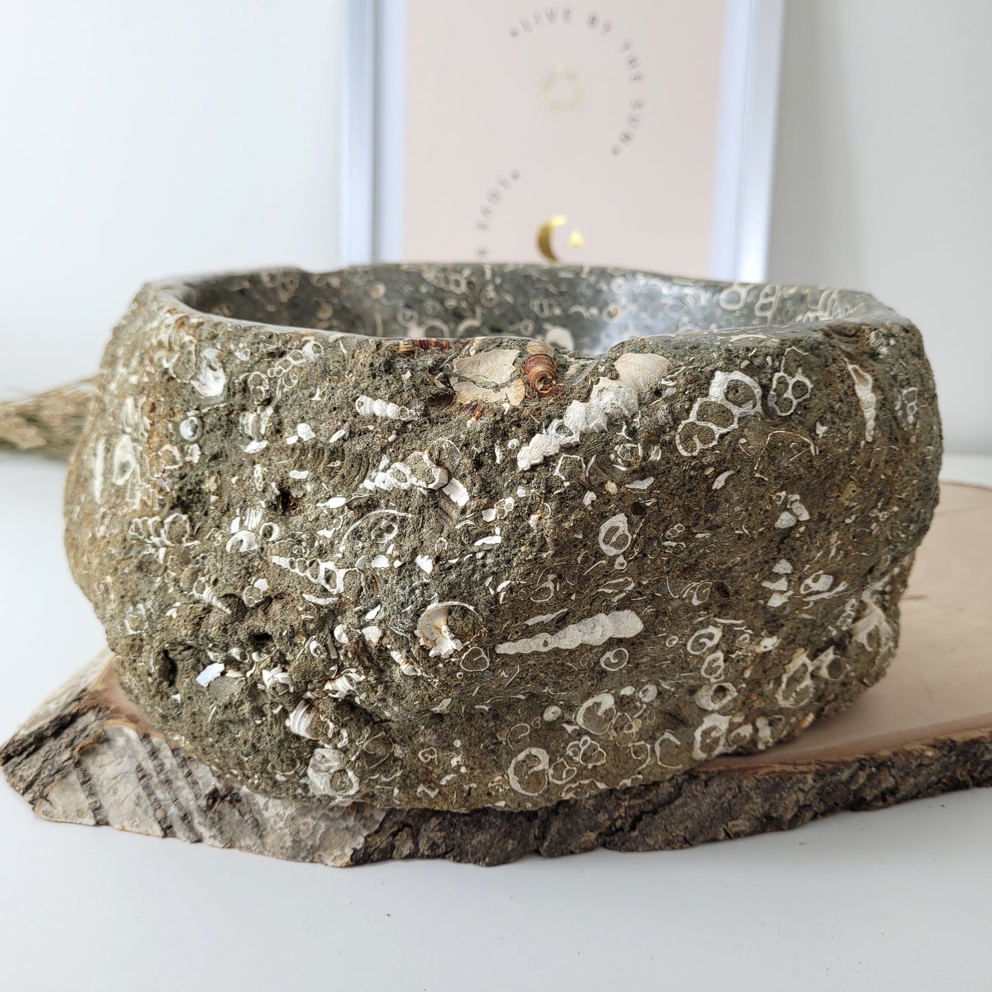 XL Turitella Jaspis fossile Muscheln Schale 24,5 x 19 cm, 8kg