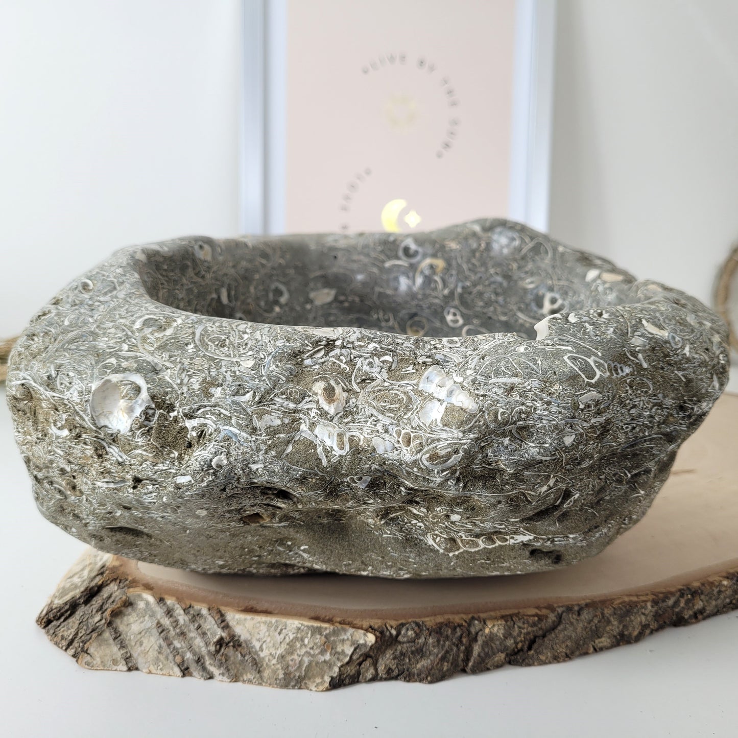 XL Turitella Jaspis fossile Muscheln Schale 26 x 19 cm, 7kg