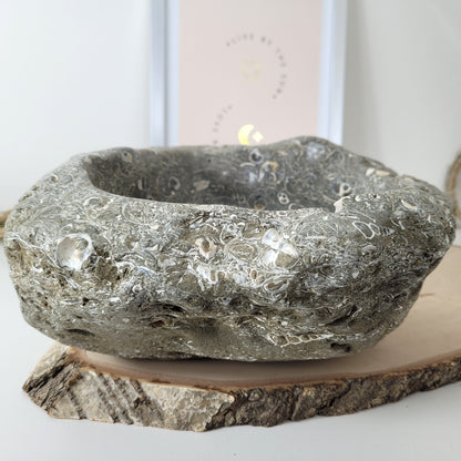 XL Turitella Jaspis fossile Muscheln Schale 26 x 19 cm, 7kg