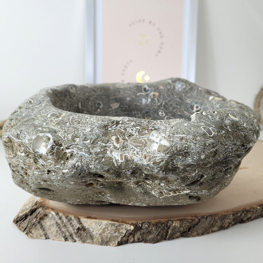 XL Turitella Jaspis fossile Muscheln Schale 26 x 19 cm, 7kg