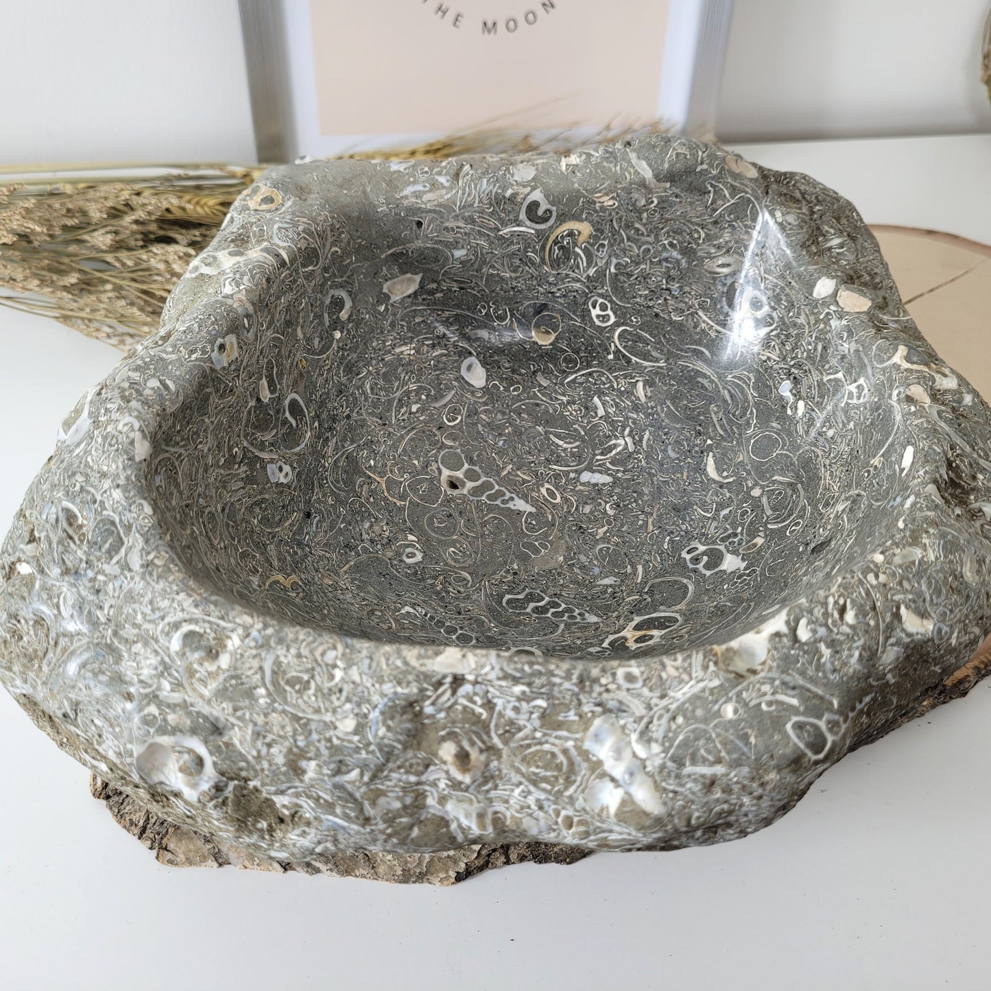 XL Turitella Jaspis fossile Muscheln Schale 26 x 19 cm, 7kg