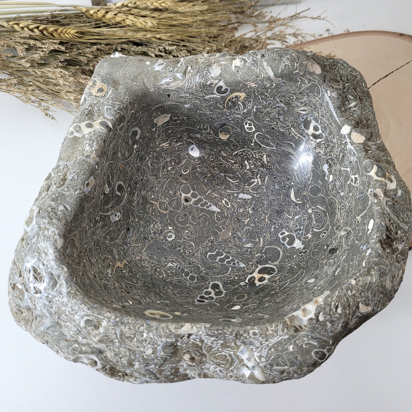 XL Turitella Jaspis fossile Muscheln Schale 26 x 19 cm, 7kg