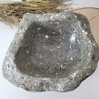 XL Turitella Jaspis fossile Muscheln Schale 26 x 19 cm, 7kg