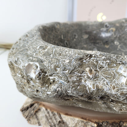 XL Turitella Jaspis fossile Muscheln Schale 26 x 19 cm, 7kg