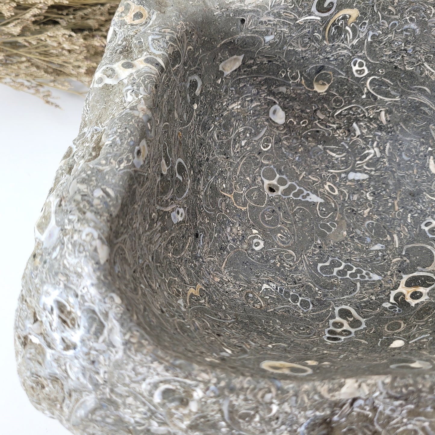 XL Turitella Jaspis fossile Muscheln Schale 26 x 19 cm, 7kg