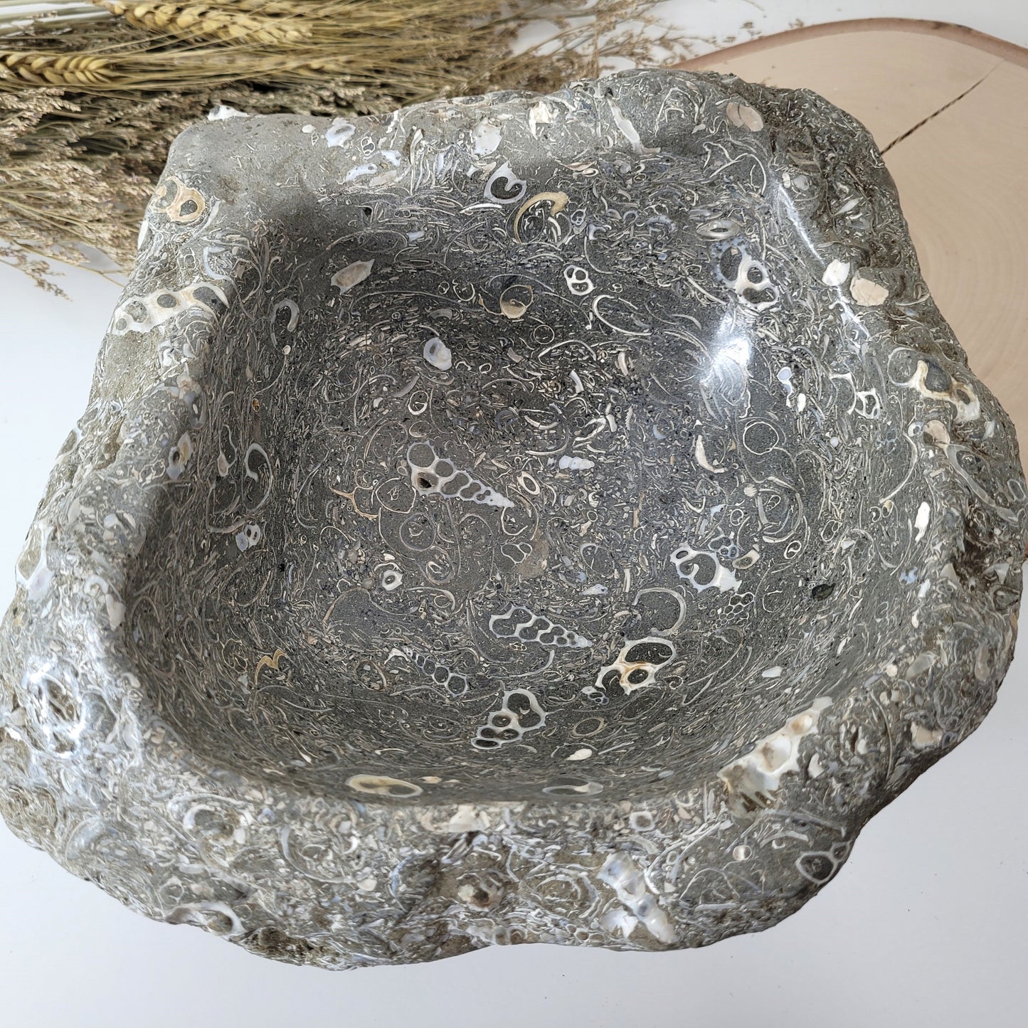 XL Turitella Jaspis fossile Muscheln Schale 26 x 19 cm, 7kg