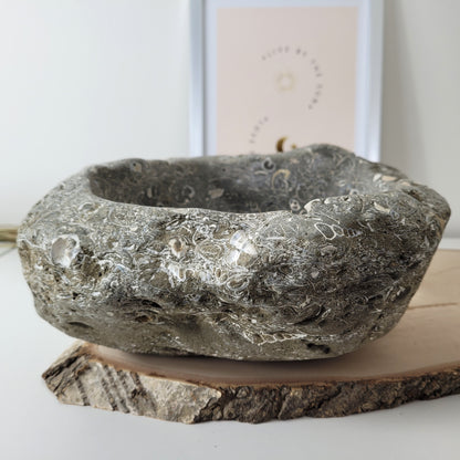 XL Turitella Jaspis fossile Muscheln Schale 26 x 19 cm, 7kg