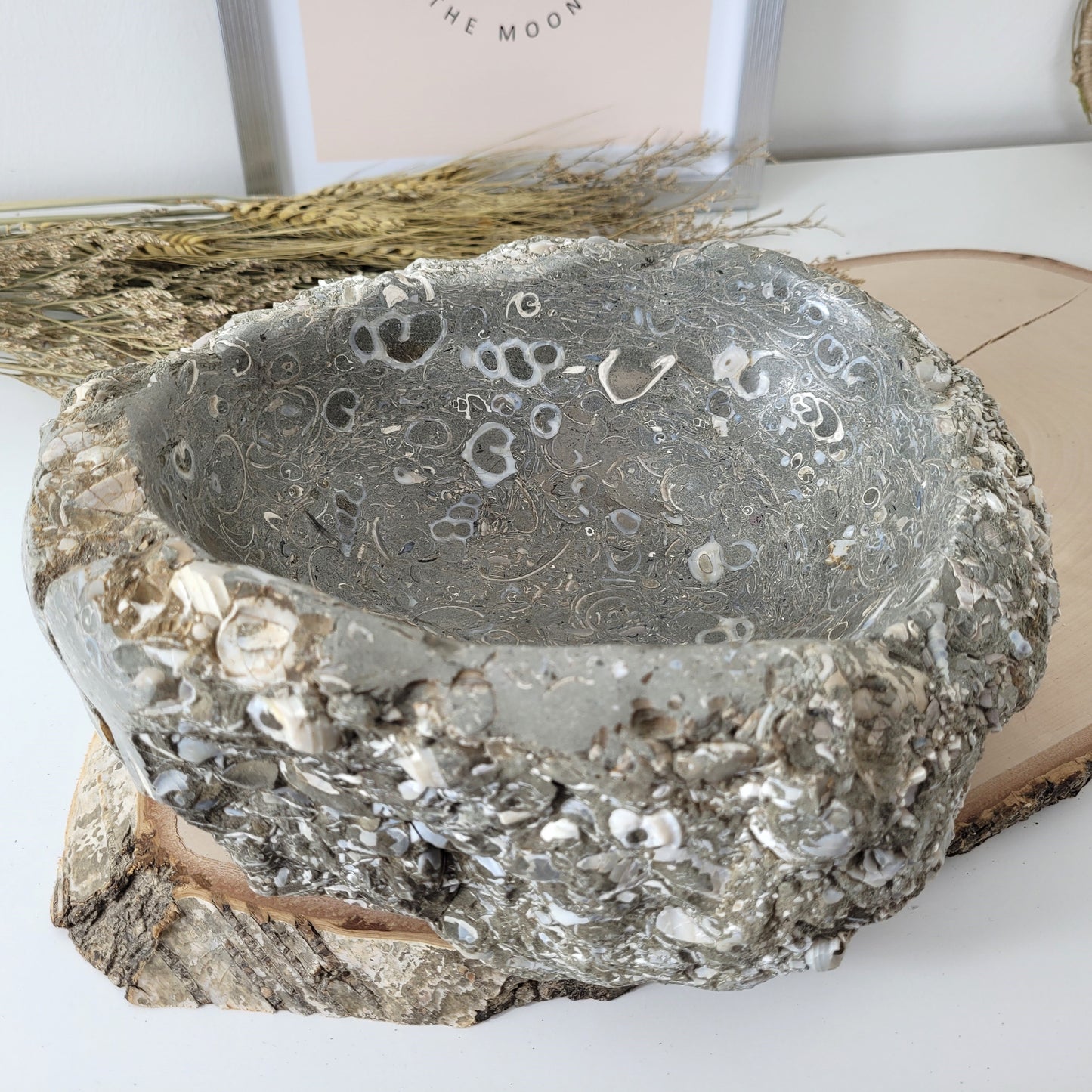 XL Turitella Jaspis fossile Muscheln Schale 23 x 17 cm, 5,4kg