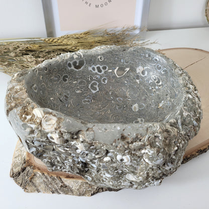 XL Turitella Jaspis fossile Muscheln Schale 23 x 17 cm, 5,4kg