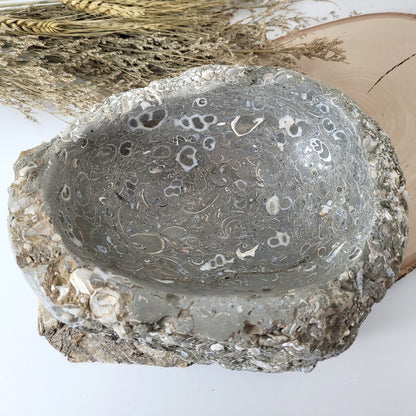 XL Turitella Jaspis fossile Muscheln Schale 23 x 17 cm, 5,4kg