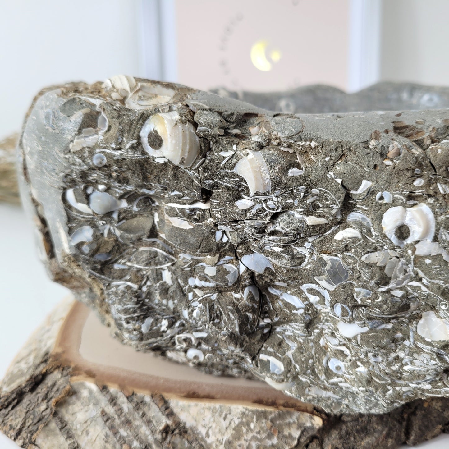 XL Turitella Jaspis fossile Muscheln Schale 23 x 17 cm, 5,4kg