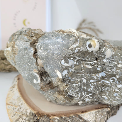 XL Turitella Jaspis fossile Muscheln Schale 23 x 17 cm, 5,4kg