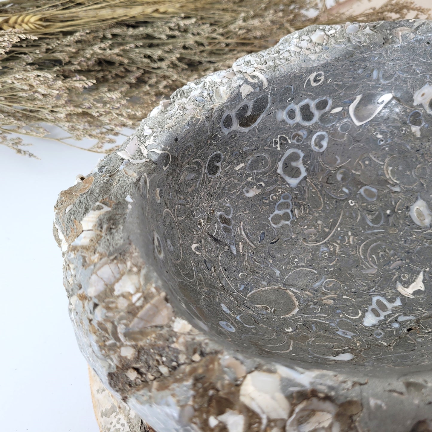 XL Turitella Jaspis fossile Muscheln Schale 23 x 17 cm, 5,4kg