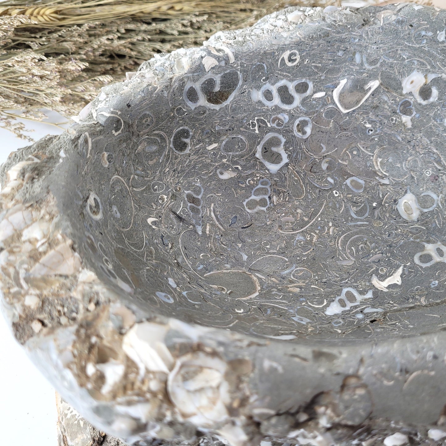 XL Turitella Jaspis fossile Muscheln Schale 23 x 17 cm, 5,4kg