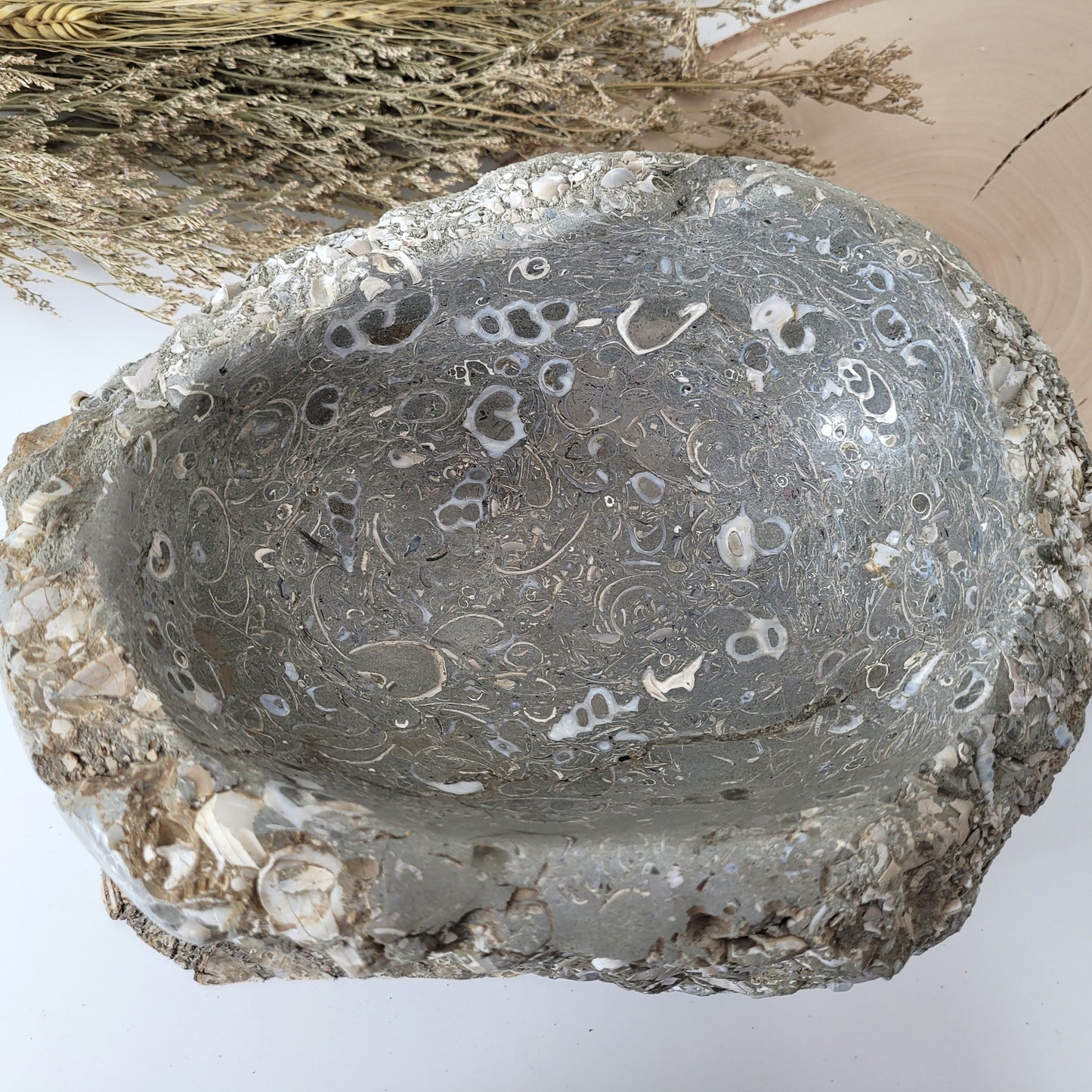 XL Turitella Jaspis fossile Muscheln Schale 23 x 17 cm, 5,4kg