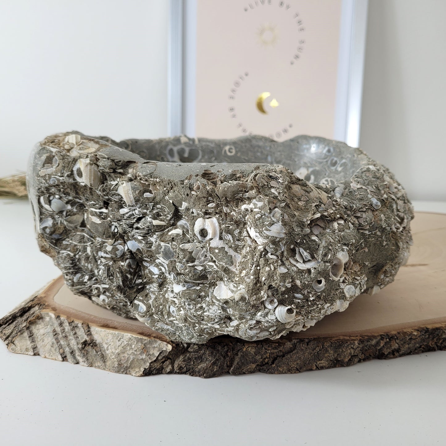 XL Turitella Jaspis fossile Muscheln Schale 23 x 17 cm, 5,4kg