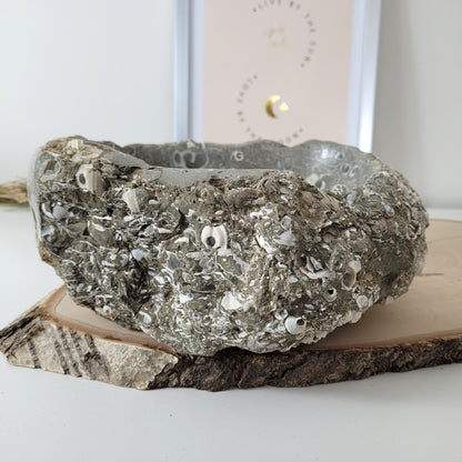 XL Turitella Jaspis fossile Muscheln Schale 23 x 17 cm, 5,4kg