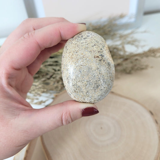 Versteinerter Dinosaurier Knochen Fossil Handstein 5,7 x 4,1cm