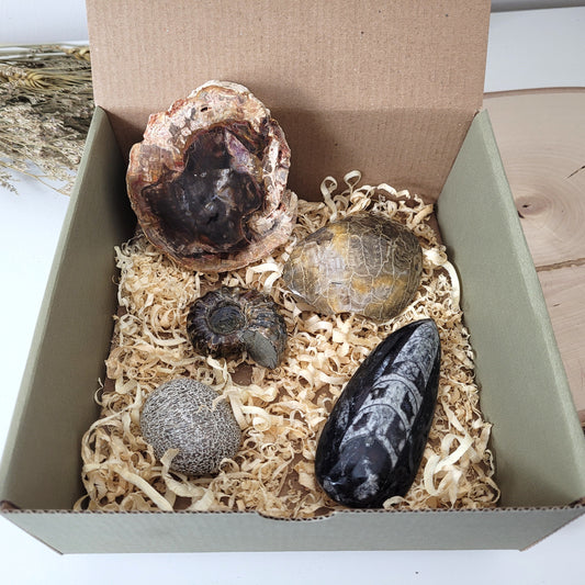 Fossilien Box "Urzeitenergie" Versteinertes Holz, Versteinerte Koralle, Ammoniten Fossil, Versteinerter Dinosaurier Knochen Handstein, Orthoceraten Fossil, mit Beschreibung der einzelnen Fossilien