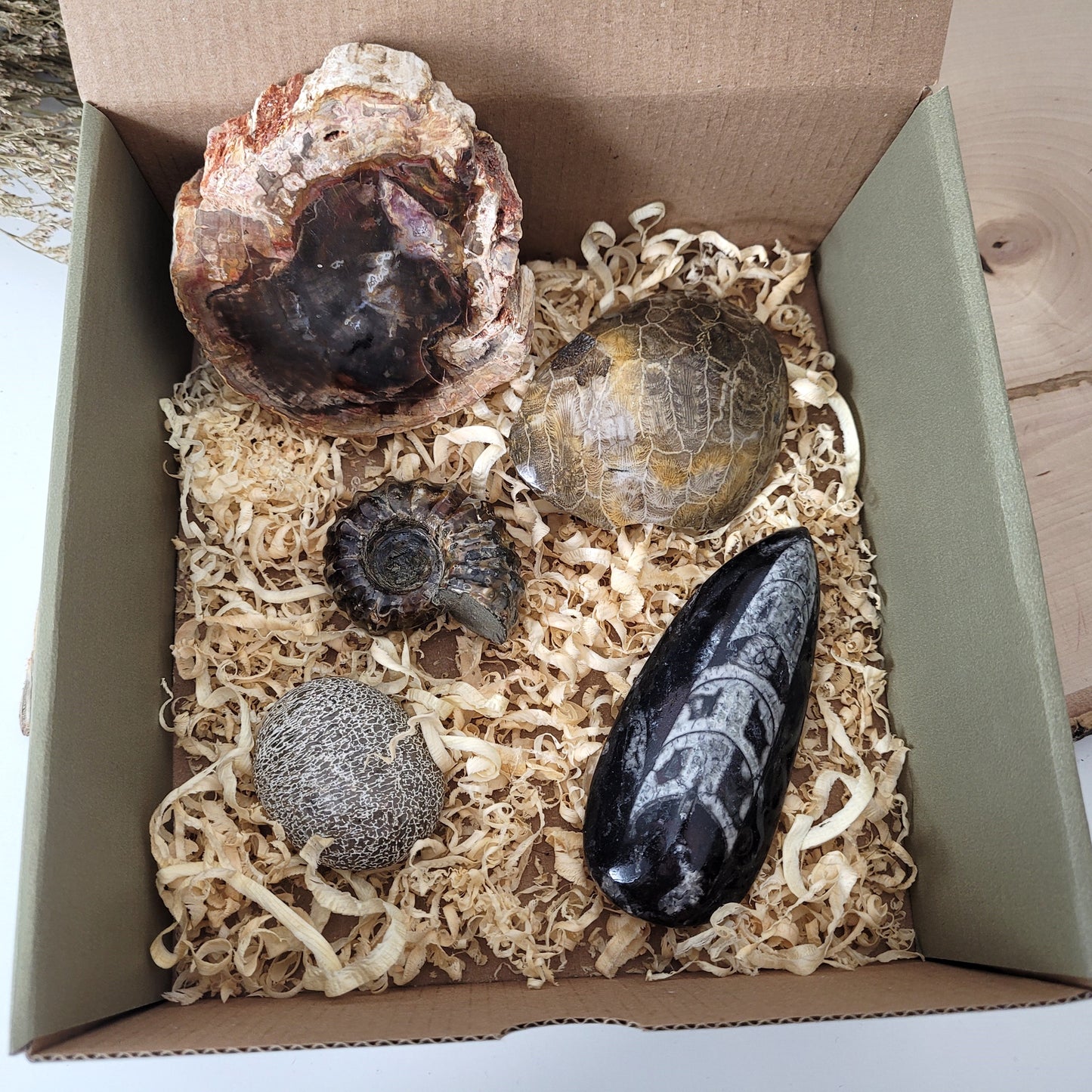 Fossilien Box "Urzeitenergie" Versteinertes Holz, Versteinerte Koralle, Ammoniten Fossil, Versteinerter Dinosaurier Knochen Handstein, Orthoceraten Fossil, mit Beschreibung der einzelnen Fossilien