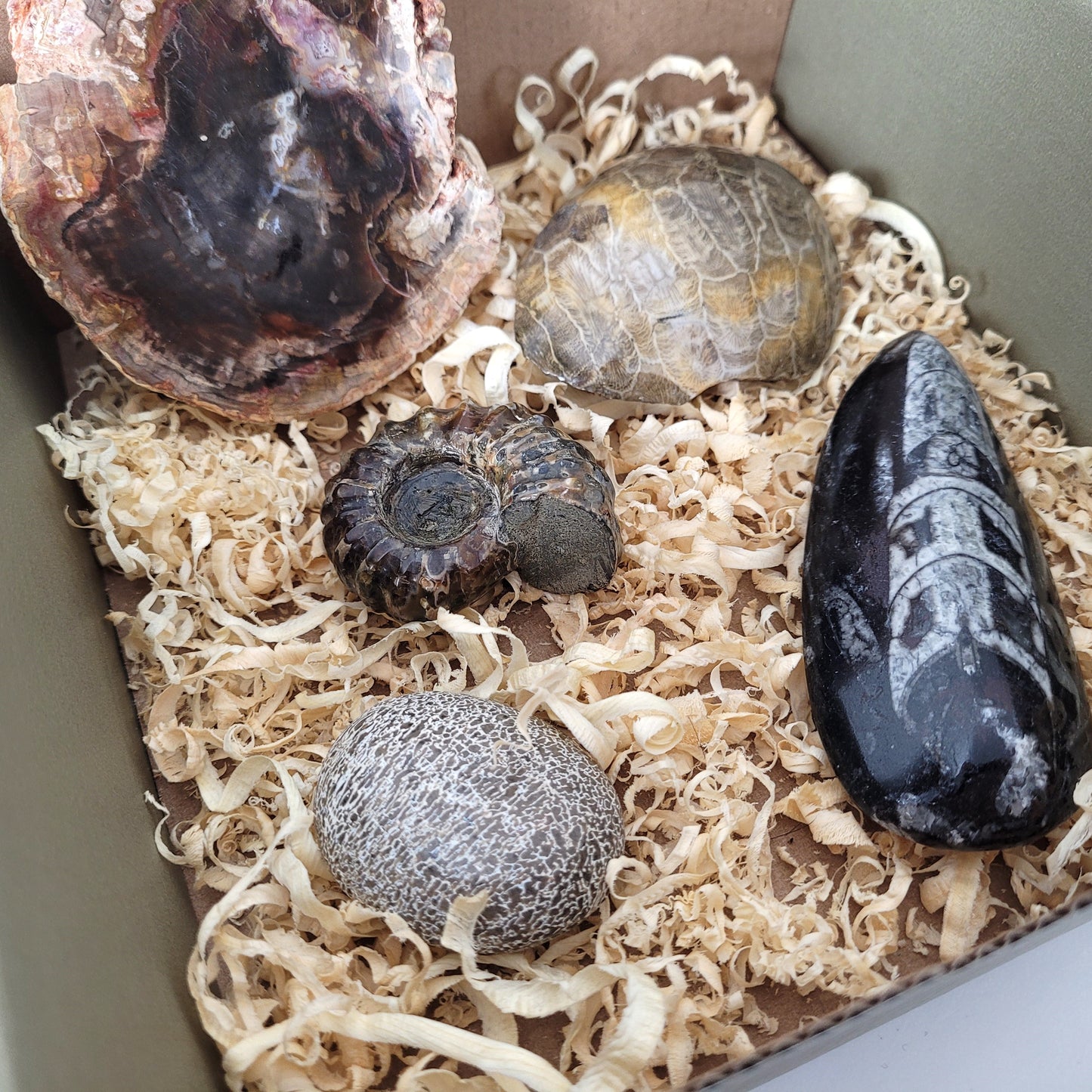 Fossilien Box "Urzeitenergie" Versteinertes Holz, Versteinerte Koralle, Ammoniten Fossil, Versteinerter Dinosaurier Knochen Handstein, Orthoceraten Fossil, mit Beschreibung der einzelnen Fossilien