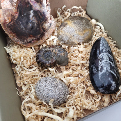 Fossilien Box "Urzeitenergie" Versteinertes Holz, Versteinerte Koralle, Ammoniten Fossil, Versteinerter Dinosaurier Knochen Handstein, Orthoceraten Fossil, mit Beschreibung der einzelnen Fossilien