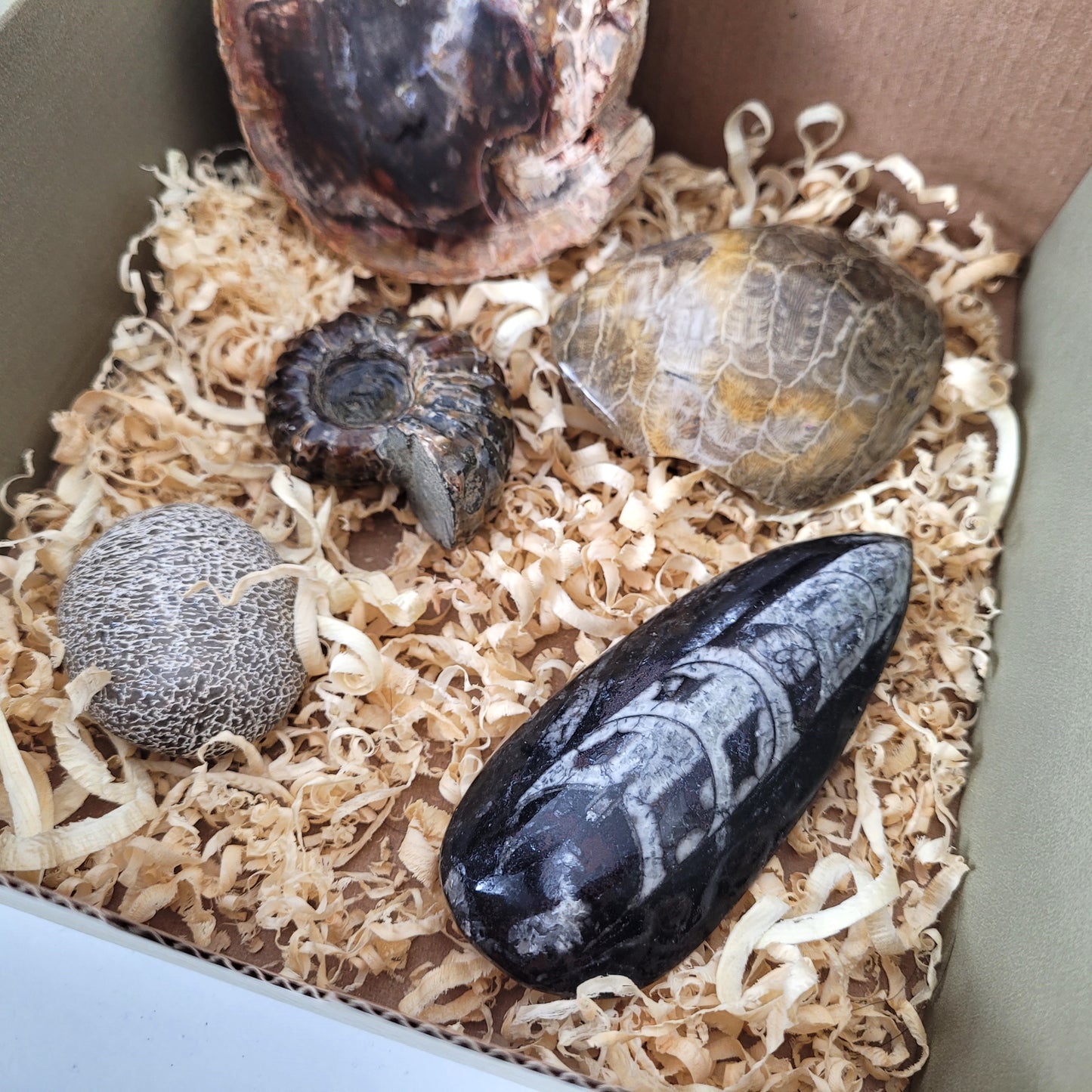 Fossilien Box "Urzeitenergie" Versteinertes Holz, Versteinerte Koralle, Ammoniten Fossil, Versteinerter Dinosaurier Knochen Handstein, Orthoceraten Fossil, mit Beschreibung der einzelnen Fossilien