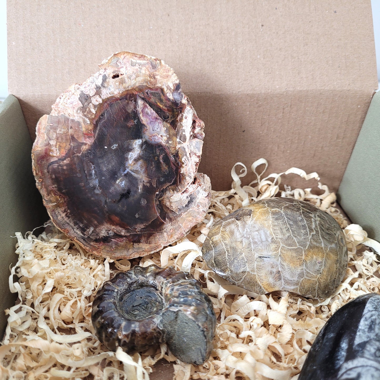 Fossilien Box "Urzeitenergie" Versteinertes Holz, Versteinerte Koralle, Ammoniten Fossil, Versteinerter Dinosaurier Knochen Handstein, Orthoceraten Fossil, mit Beschreibung der einzelnen Fossilien