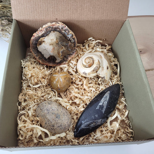 Fossilien Box "Urzeitenergie" Versteinertes Holz, Orthoceraten Fossil, Herzseeigel Fossil, Versteinerter Dinosaurier Knochen Handstein, Versteinerte Meeresschnecke Fossil, mit Beschreibung der einzelnen Fossilien