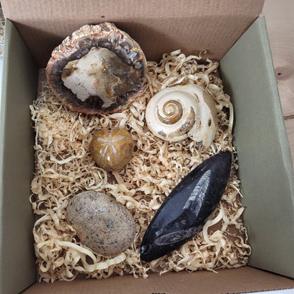 Fossilien Box "Urzeitenergie" Versteinertes Holz, Orthoceraten Fossil, Herzseeigel Fossil, Versteinerter Dinosaurier Knochen Handstein, Versteinerte Meeresschnecke Fossil, mit Beschreibung der einzelnen Fossilien