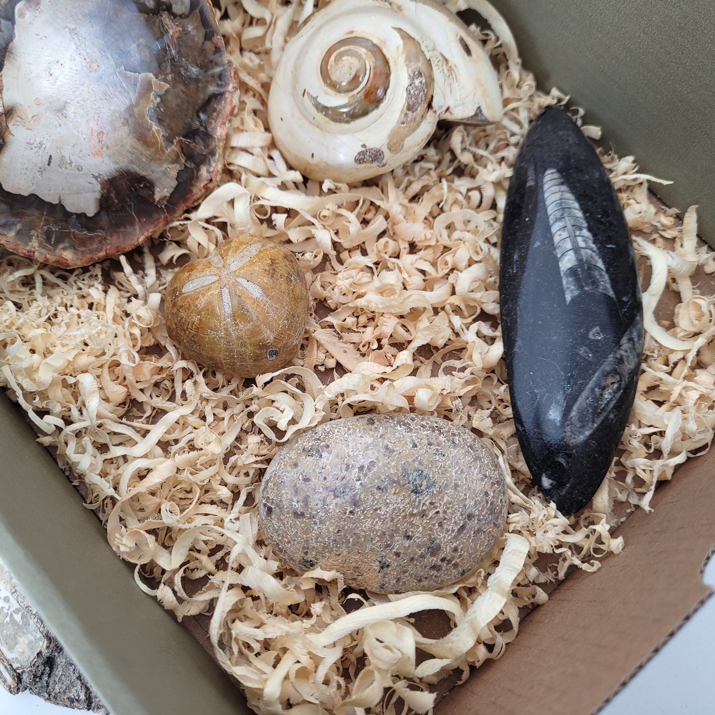 Fossilien Box "Urzeitenergie" Versteinertes Holz, Orthoceraten Fossil, Herzseeigel Fossil, Versteinerter Dinosaurier Knochen Handstein, Versteinerte Meeresschnecke Fossil, mit Beschreibung der einzelnen Fossilien