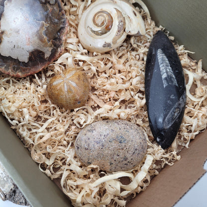 Fossilien Box "Urzeitenergie" Versteinertes Holz, Orthoceraten Fossil, Herzseeigel Fossil, Versteinerter Dinosaurier Knochen Handstein, Versteinerte Meeresschnecke Fossil, mit Beschreibung der einzelnen Fossilien