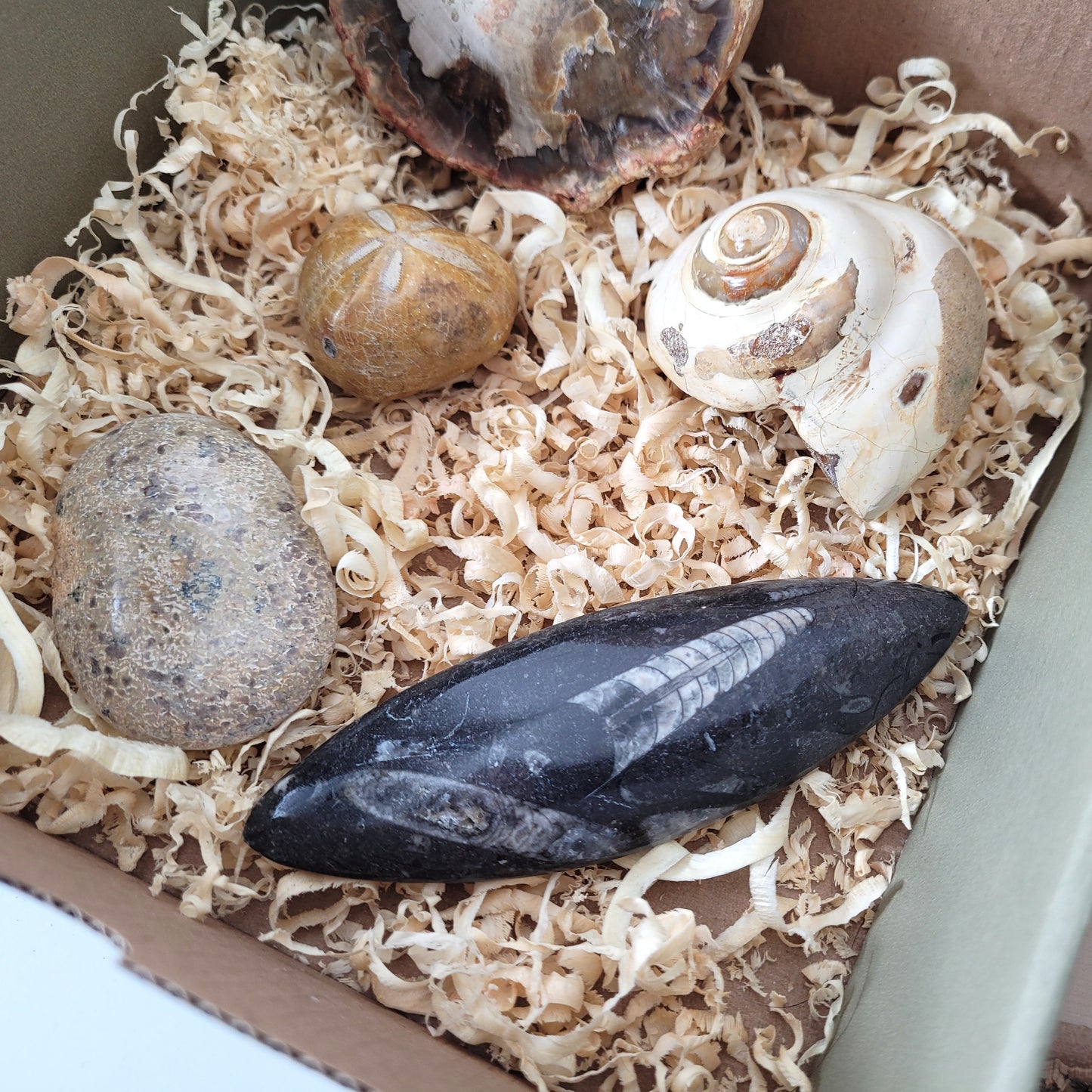 Fossilien Box "Urzeitenergie" Versteinertes Holz, Orthoceraten Fossil, Herzseeigel Fossil, Versteinerter Dinosaurier Knochen Handstein, Versteinerte Meeresschnecke Fossil, mit Beschreibung der einzelnen Fossilien