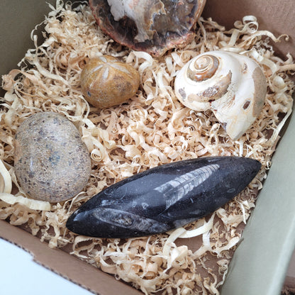 Fossilien Box "Urzeitenergie" Versteinertes Holz, Orthoceraten Fossil, Herzseeigel Fossil, Versteinerter Dinosaurier Knochen Handstein, Versteinerte Meeresschnecke Fossil, mit Beschreibung der einzelnen Fossilien