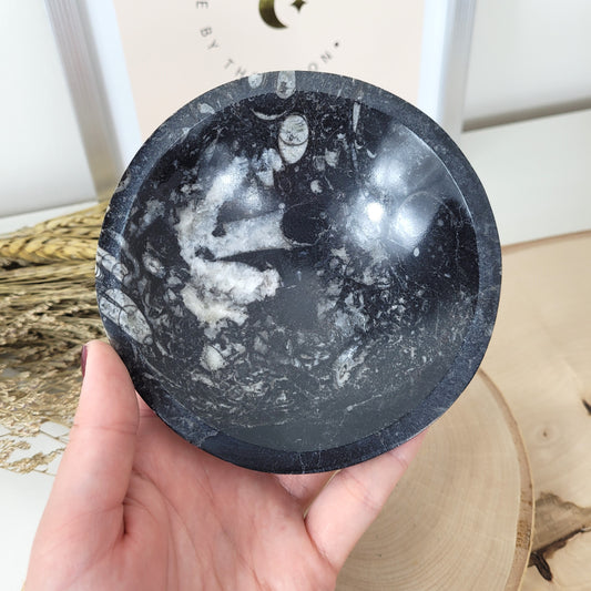 Orthoceras Fossilien Schale 12cm