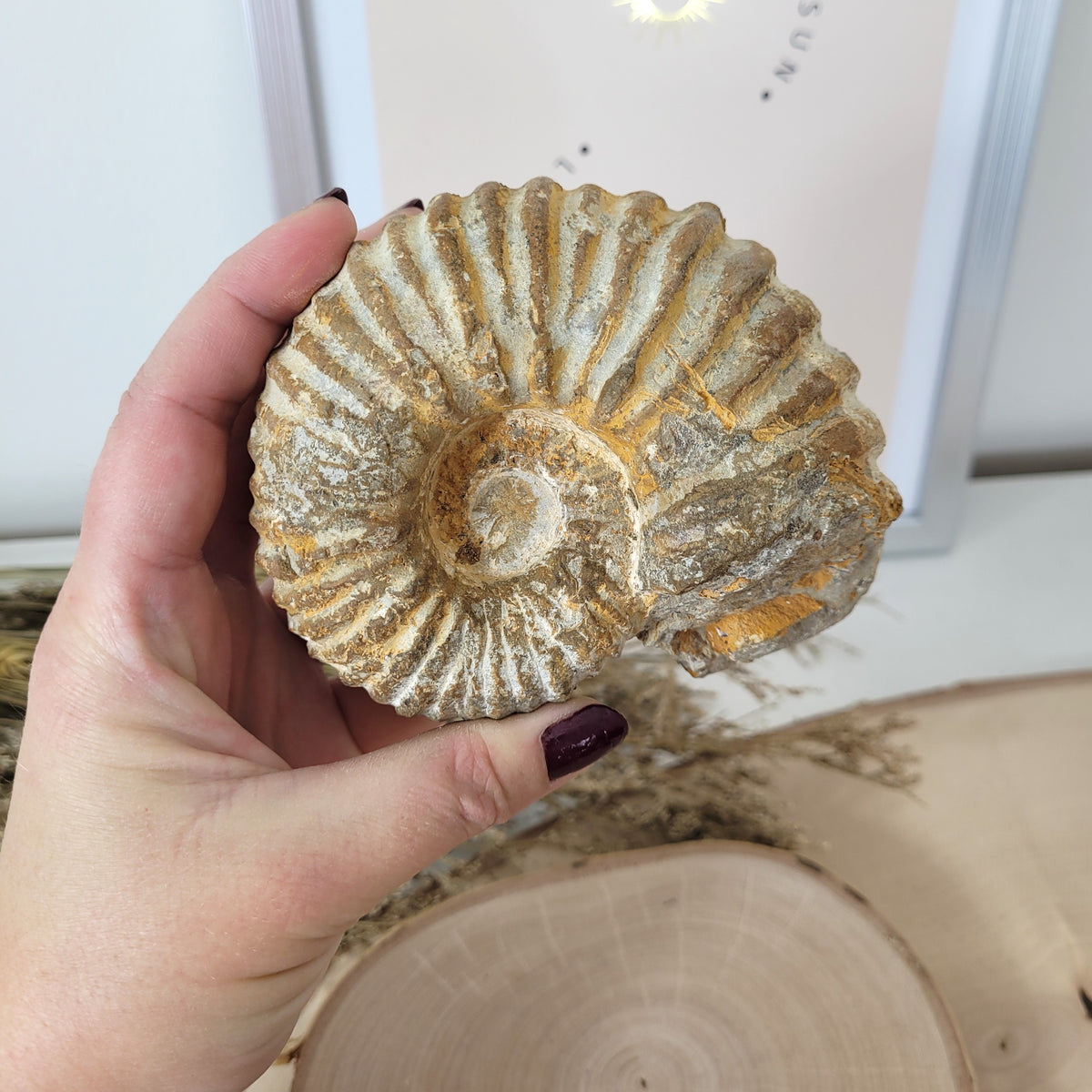 Ammonit Fossil Calcycoceras in Muttergestein