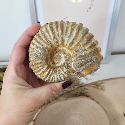 Ammonit Fossil Calcycoceras in Muttergestein