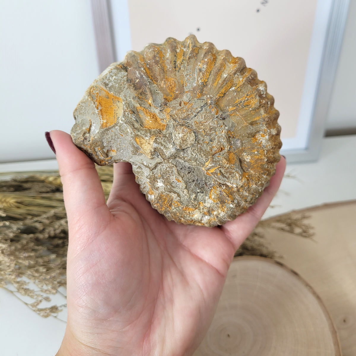 Ammonit Fossil Calcycoceras in Muttergestein