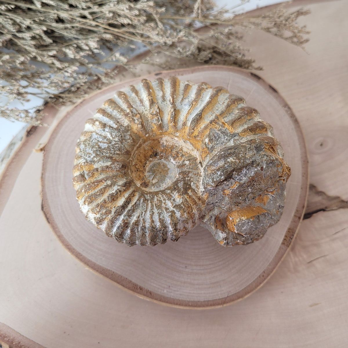 Ammonit Fossil Calcycoceras in Muttergestein