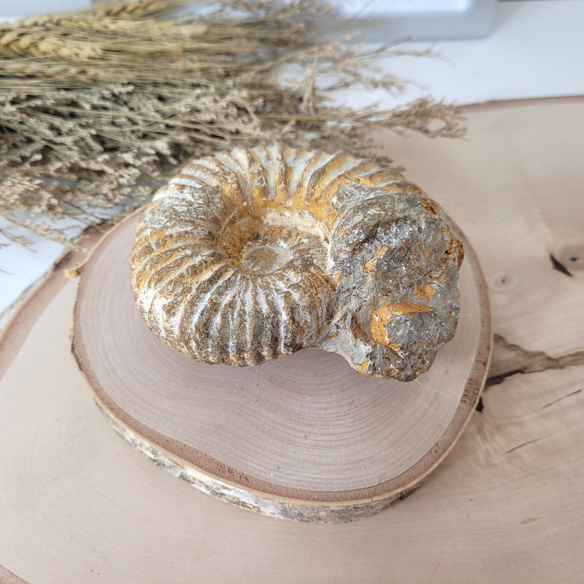 Ammonit Fossil Calcycoceras in Muttergestein