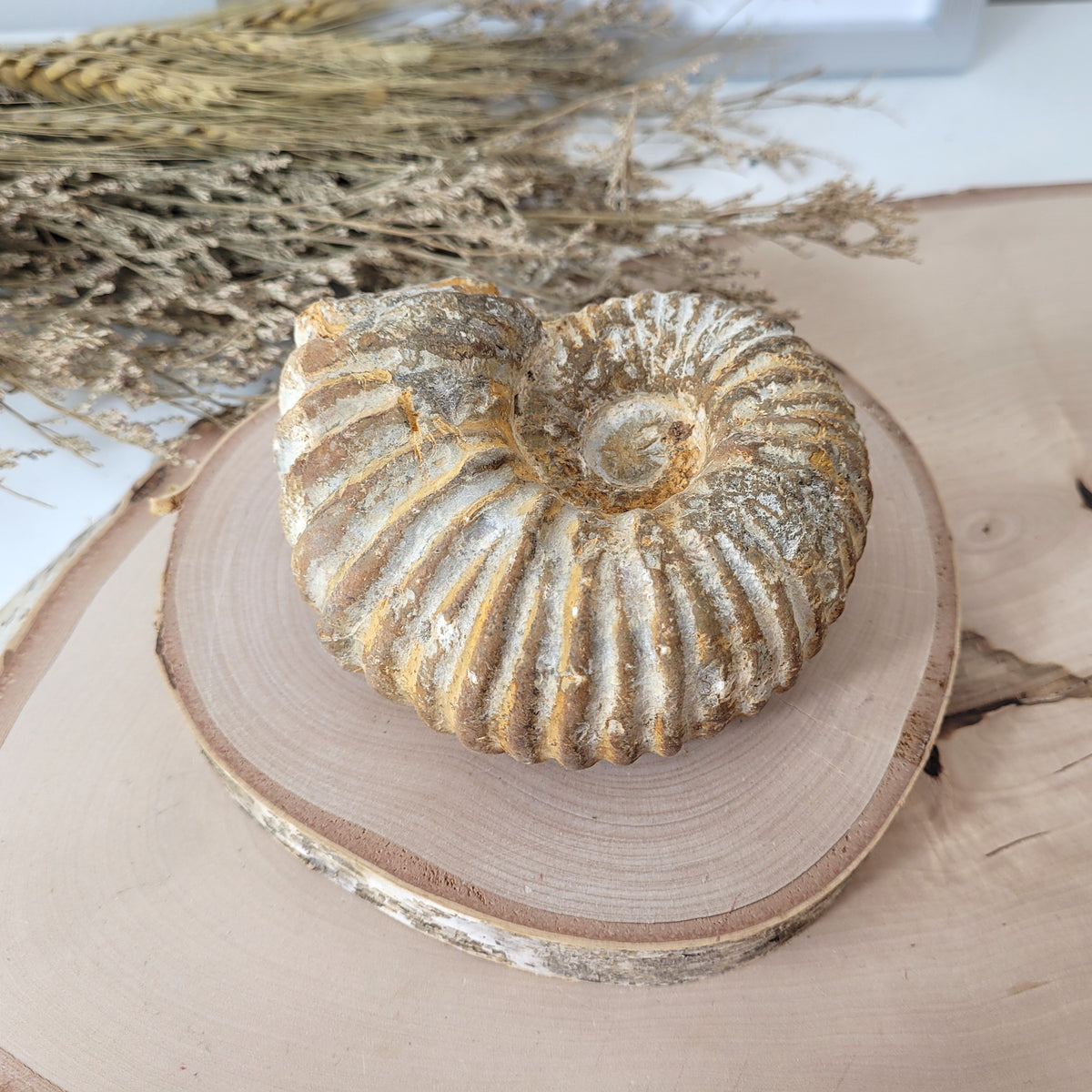 Ammonit Fossil Calcycoceras in Muttergestein