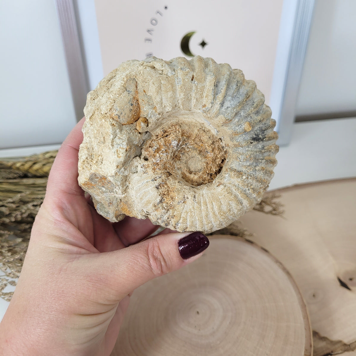 Ammonit Fossil Calcycoceras in Muttergestein