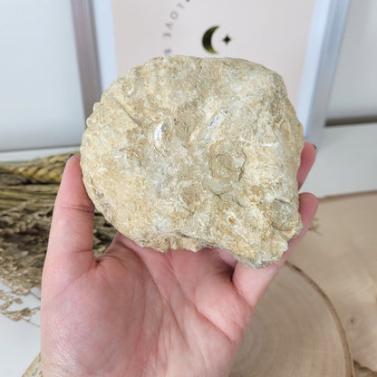 Ammonit Fossil Calcycoceras in Muttergestein