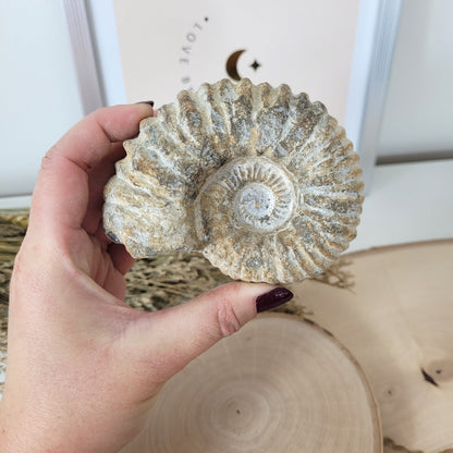 Ammonit Fossil Calcycoceras in Muttergestein