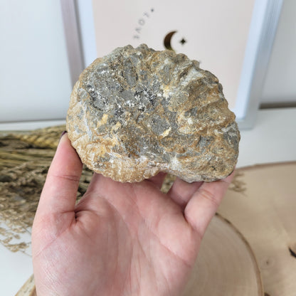 Ammonit Fossil Calcycoceras in Muttergestein