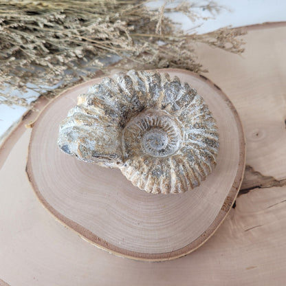 Ammonit Fossil Calcycoceras in Muttergestein