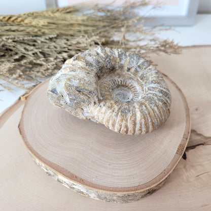 Ammonit Fossil Calcycoceras in Muttergestein