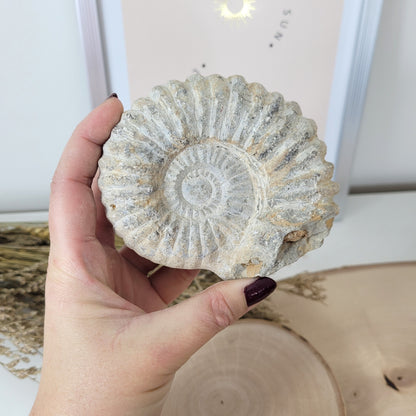 Ammonit Fossil Calcycoceras in Muttergestein