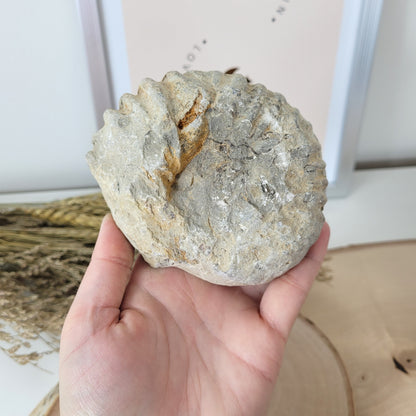 Ammonit Fossil Calcycoceras in Muttergestein